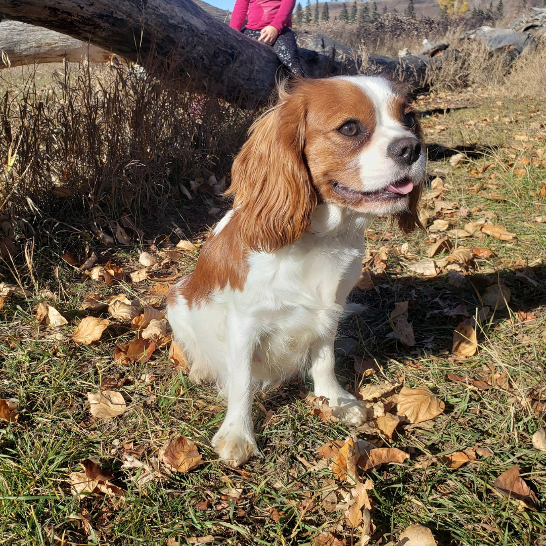 Spotty Our Cavaliers